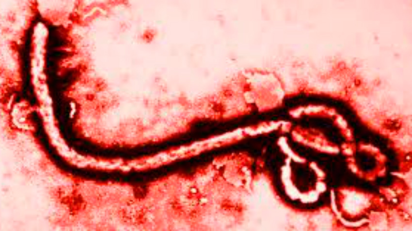 ebola-y-ongs